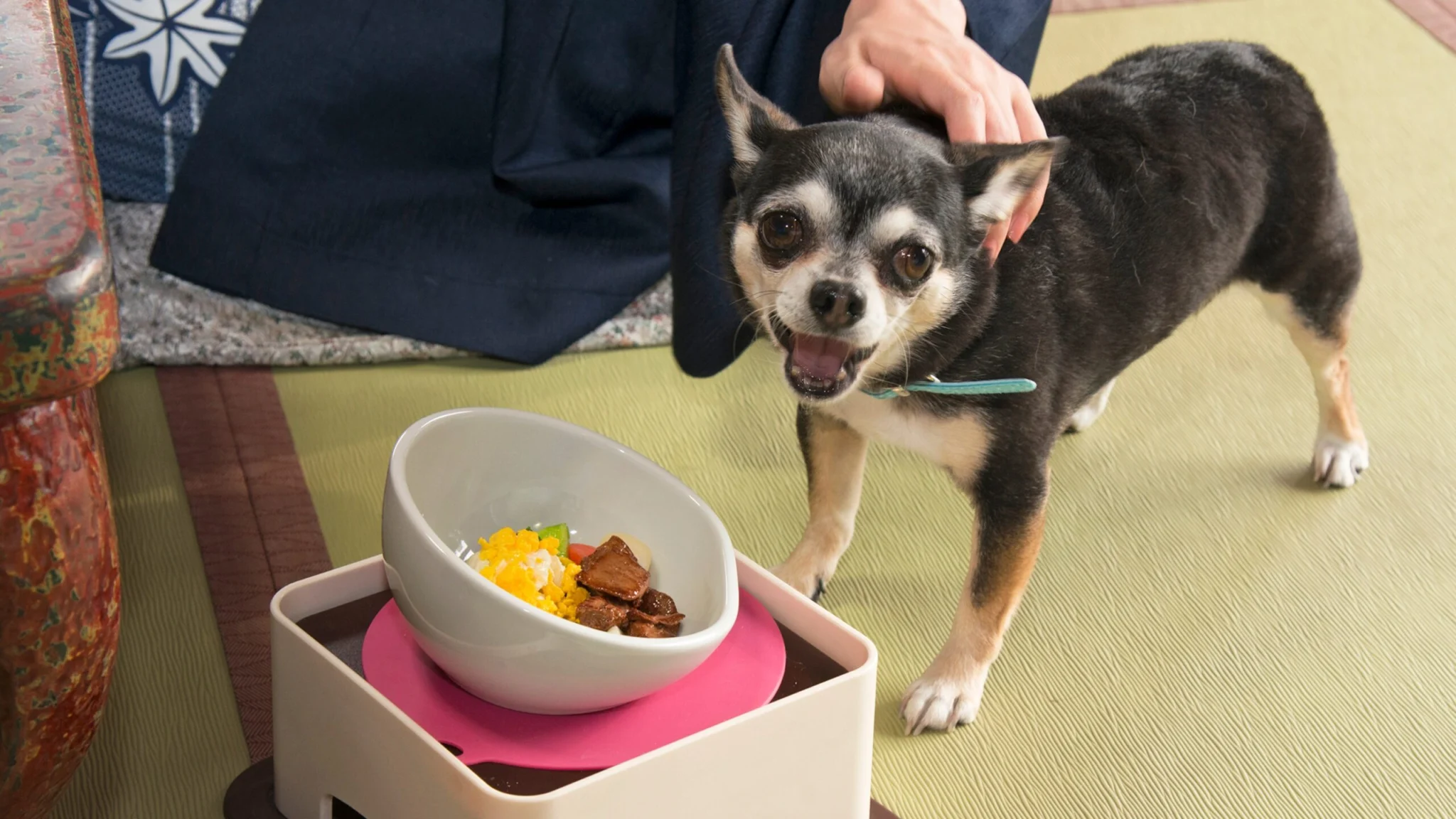 わんちゃんも嬉しい！わんちゃん用ごはん♪　※別途料金、要事前予約（電話にて）、アレルギー対応は不可
